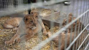 Зоопаркът в Познан Полша подслони два възрастни лъва и три