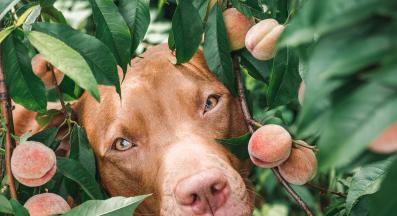 куче праскови