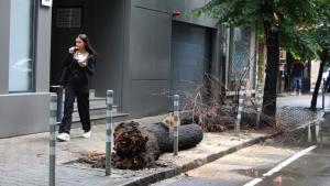 Дърво падна и рани млада жена в София съобщиха от