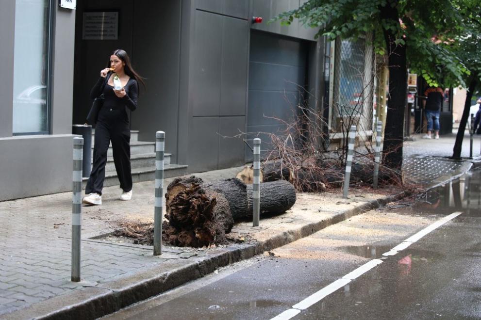 Дърво падна и рани млада жена в София, съобщиха от