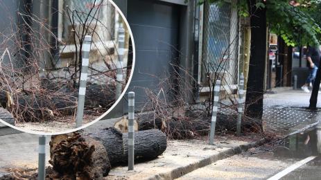 паднало дърво