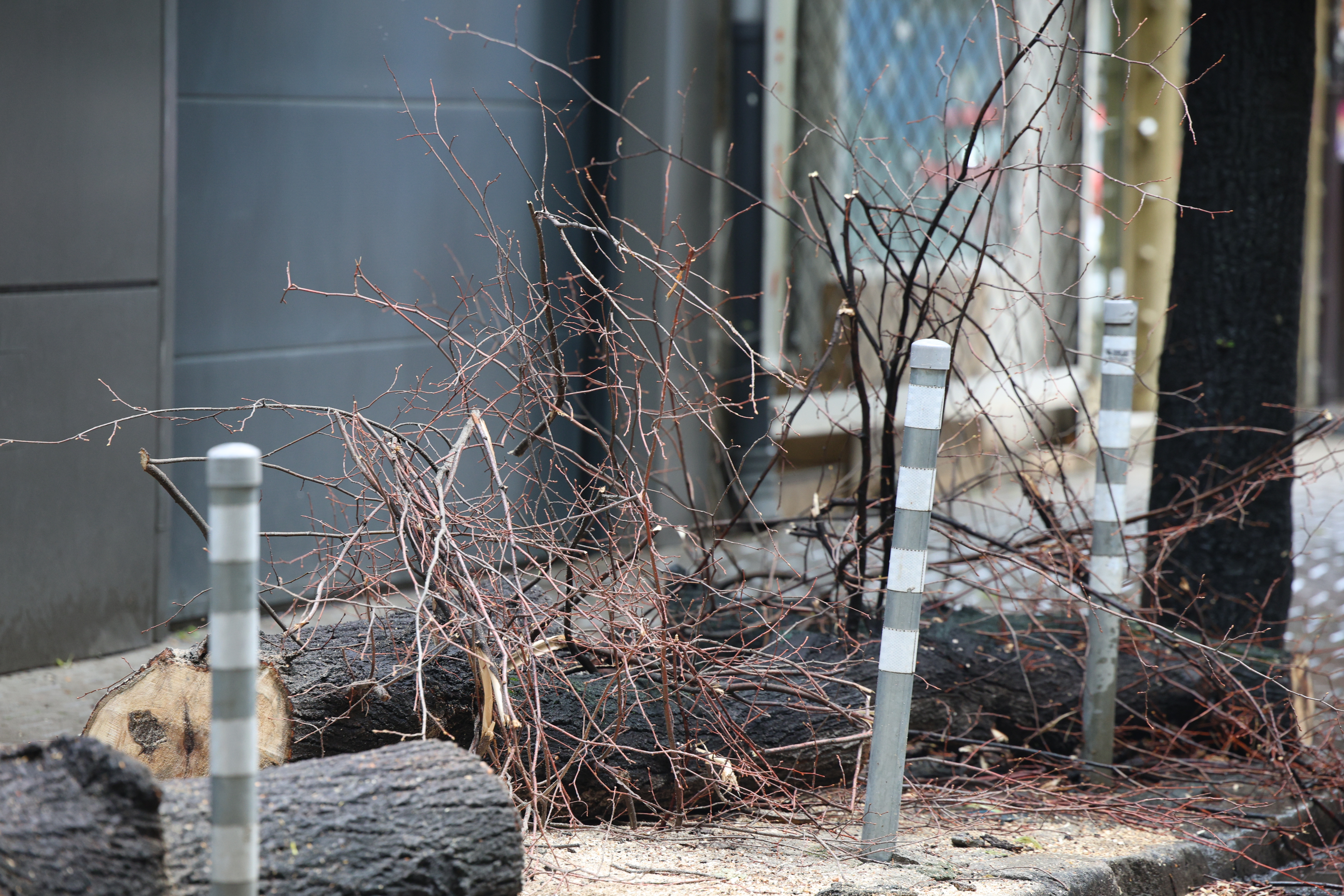 паднало дърво