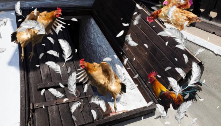 кокошки - ТИ ДА ВИДИШ: Мъж подгони кокошките си, натъкна се на подземен град (СНИМКИ+ВИДЕО)