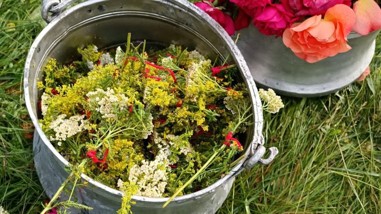 Смилян посреща Фестивала на дивите цветя в Родопите 