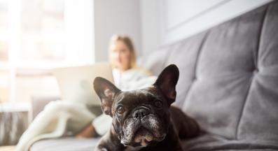 куче апартамент