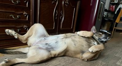 куче се въргаля