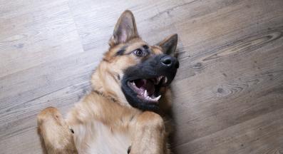 куче се въргаля