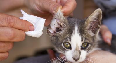 котка на преглед