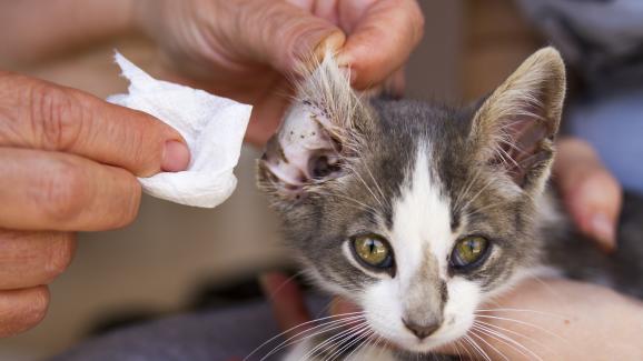 котка на преглед