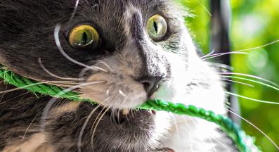 котка яде връв