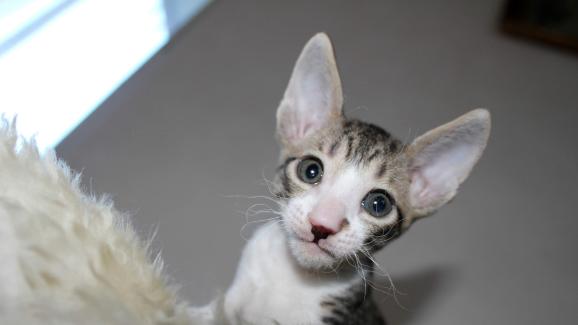 Корниш Рекс