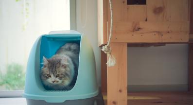 котешка тоалетна