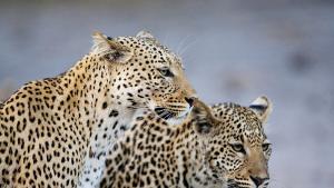 Два леопарда избягаха от зоопарка в Стара Загора но вече