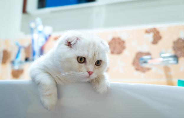 котка в баня