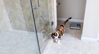 котка в баня