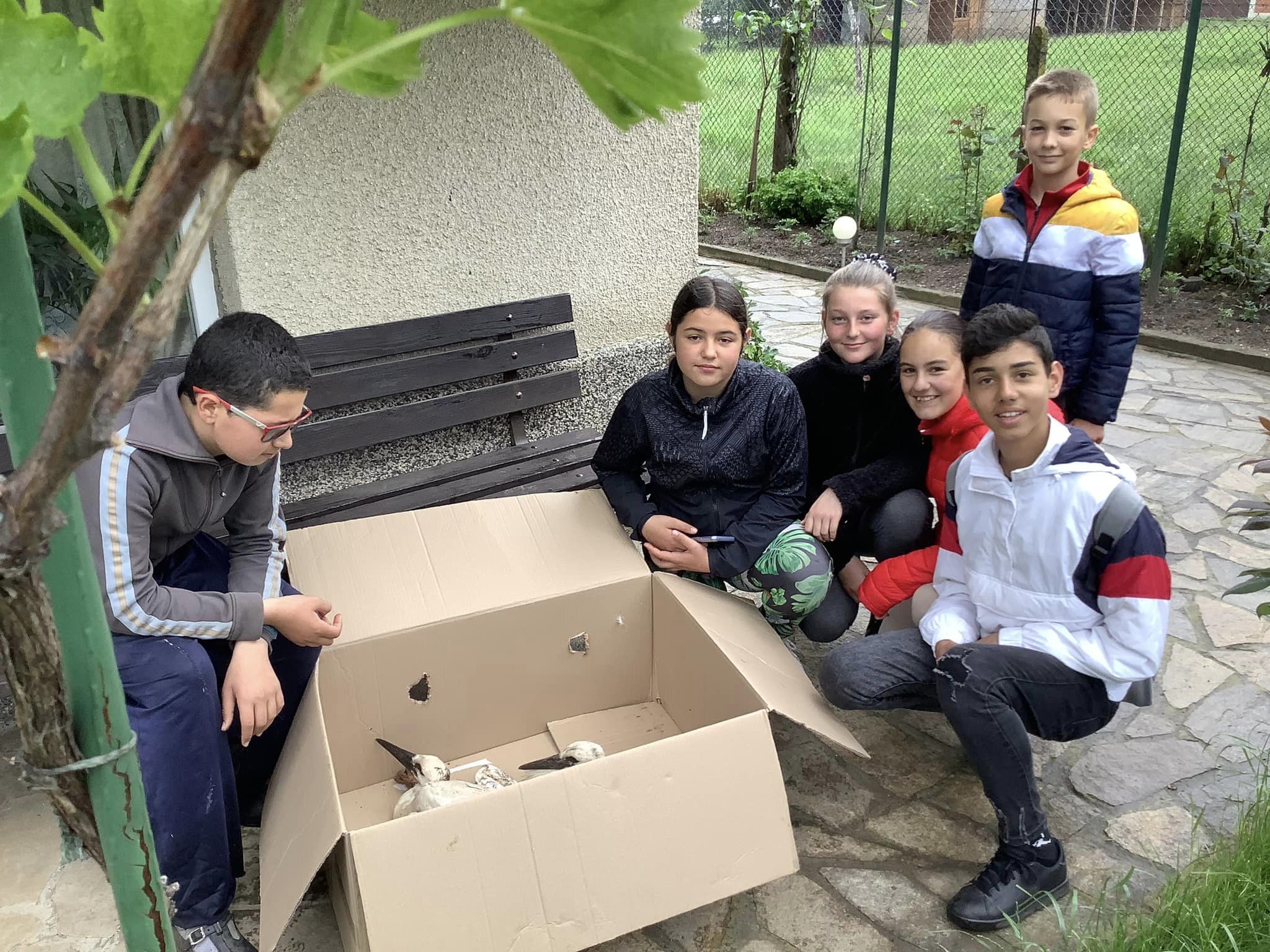 щъркели Драгушиново