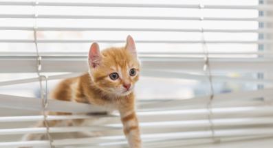 котка и щори