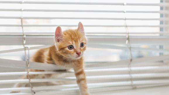 котка и щори