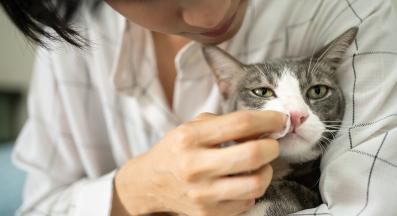 грижа за котка