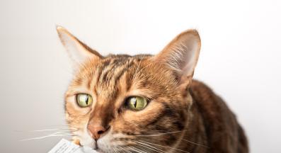 котка яде лакомства