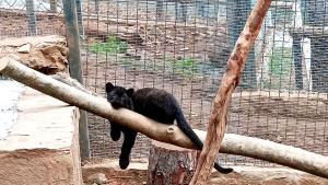 Извънредна ситуация се случи в старозагорския зоопарк в неделя Наложи