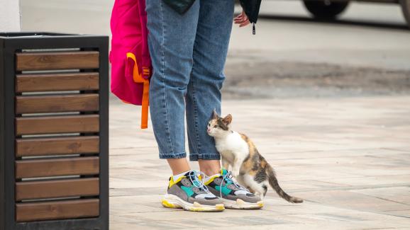 котка навън