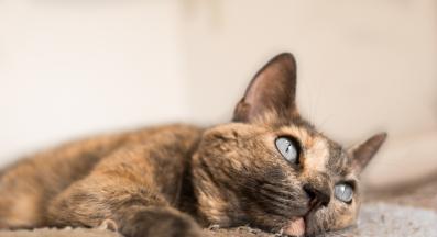 котка у дома