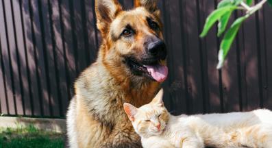 куче и котка