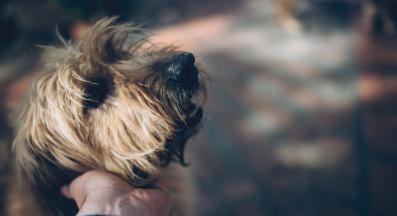 тъжен човек и куче