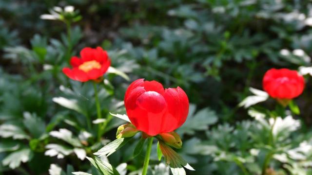 Глоба от над 10 300 долара за откъснат див божур в Турция