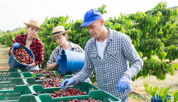 череши - Агро Телеграф: Градушки съсипват черешите