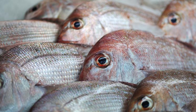 риба - Агро Телеграф: Рибена глава под доматите прави чудеса