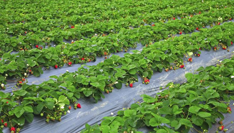 ягоди - Агро Телеграф: Късайте цветовете на новите ягоди през първата им година