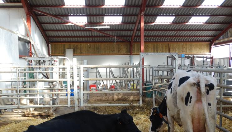 крави - Агро Телеграф: Мухите пречат на животните да се хранят