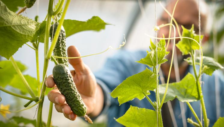 краставици - Агро Телеграф: Доматите поевтиняват на едро, на дребно поскъпват