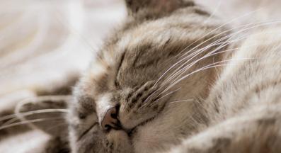 близък план на котка