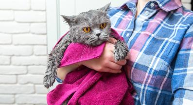 котка след баня