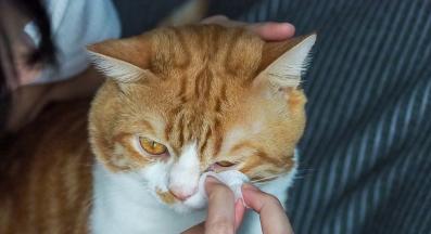 почистване на очите на котката