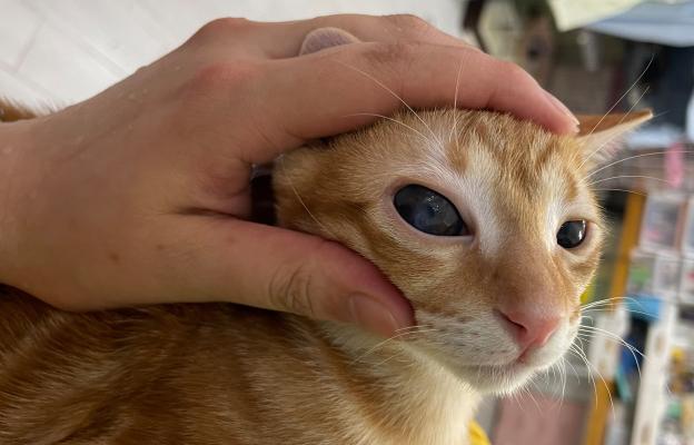 почистване на очите на котката