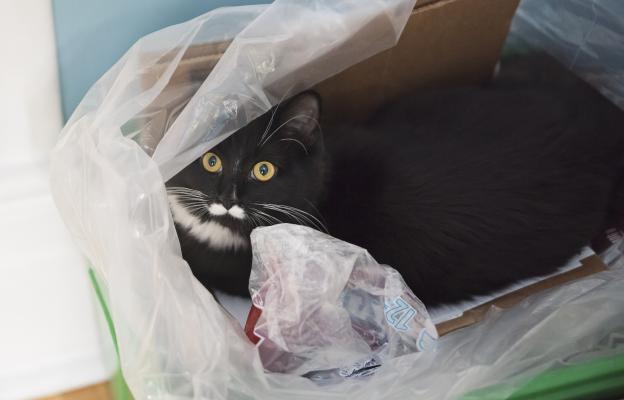 котка и найлонова торбичка