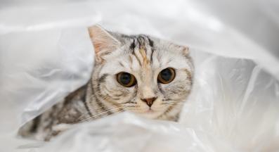 котка и найлонова торбичка