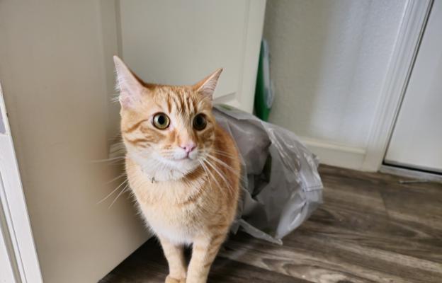 котка и найлонова торбичка