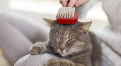 почистване на котка