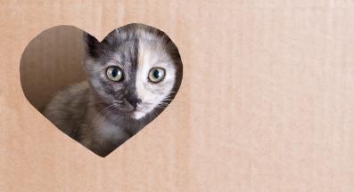 котка и сърце