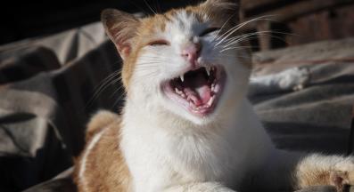 котешки зъби