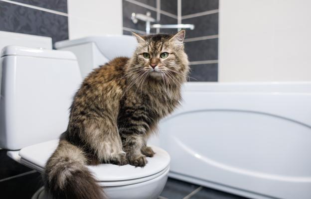 котка и тоалетна