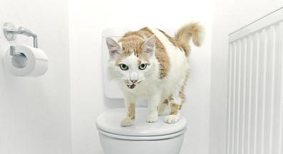 котка и тоалетна