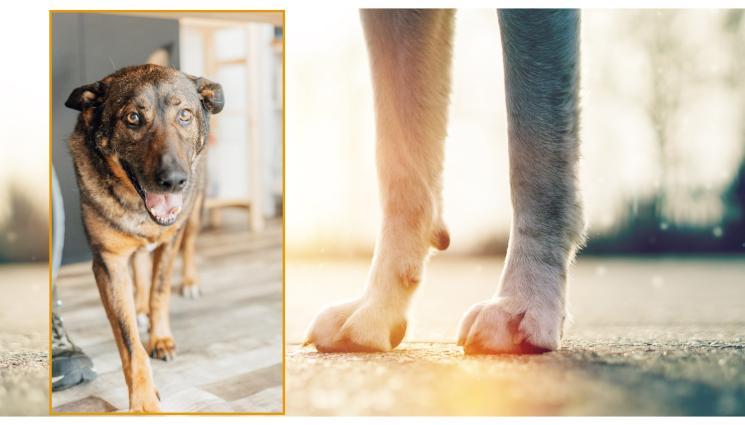 Мечо кучето - Повече от година кучето Мечо още си чака Човека