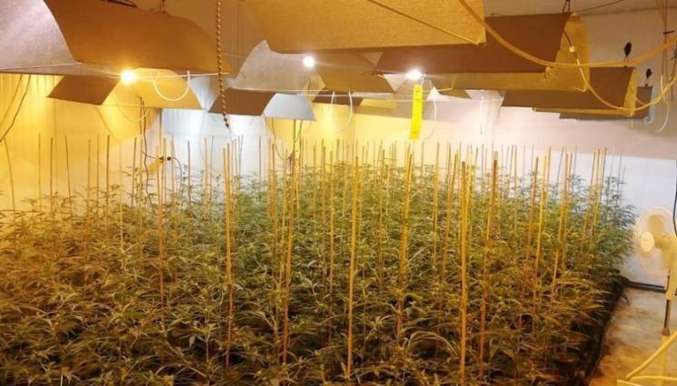 лаборатория трева - ПРИ АКЦИЯ: Удариха нарколаборатория в столицата