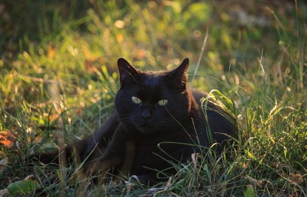 Черна котка